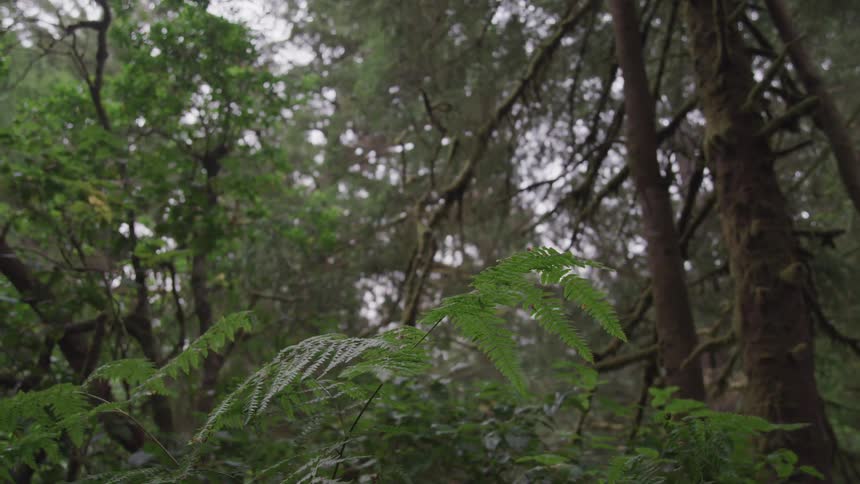Trees and plants are displayed in the forest