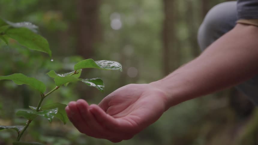 A person lets water drip from a plant on his hand