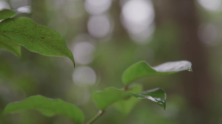 Water drops drip off wet leaves