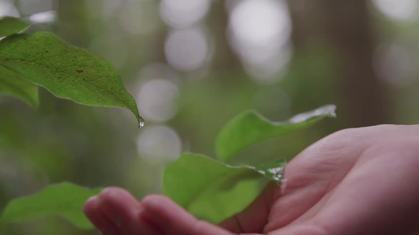 A hand catching a drop of water from leaf