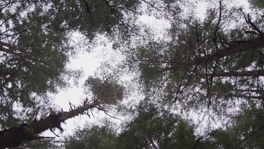 A worm eye view of a forest