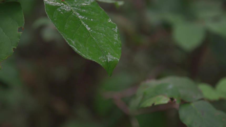 A rain drop falls off the tip of a green leaf on a branch