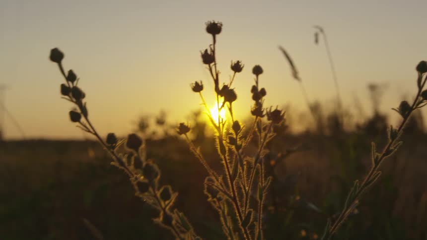 A scenery of a grass land at the sunset