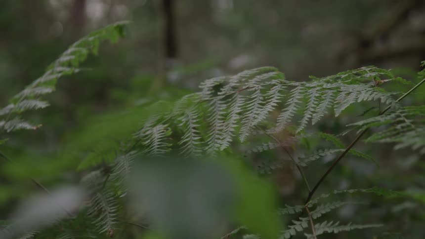 A scenery of plant in the forest