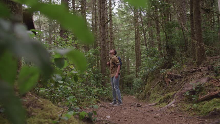 Man wearing a backpack walks on the forest track and turns around to look up in the sky in the woods