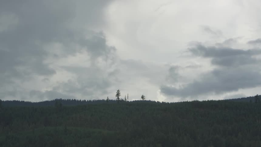 Storm clouds race across the sky over a forest of trees