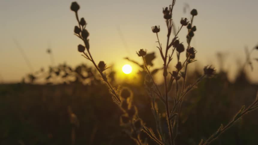 A scenery of a grassland on the sunset