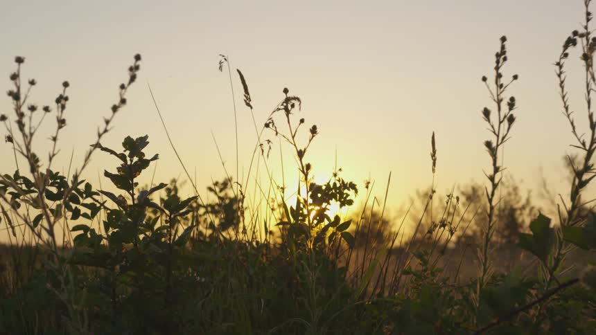 Grass and plants sway in the wind at sunrise