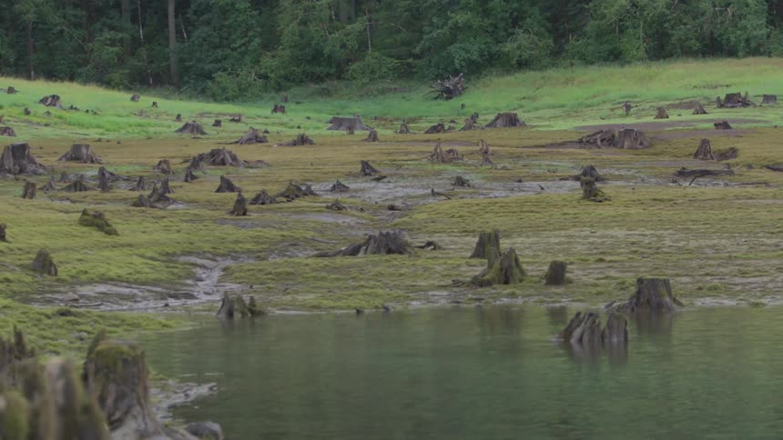 A scenery of a grass land and pond