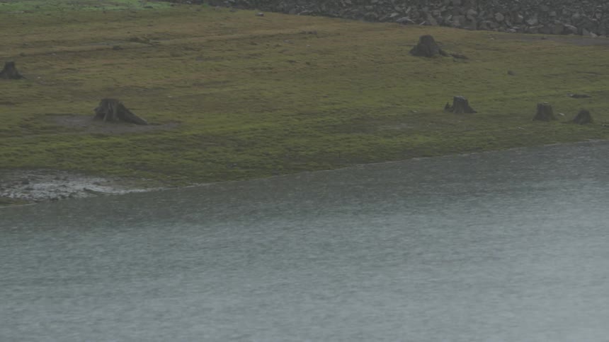 In a muddy grass field that is next to a body of water there are a number tree stumps in the ground