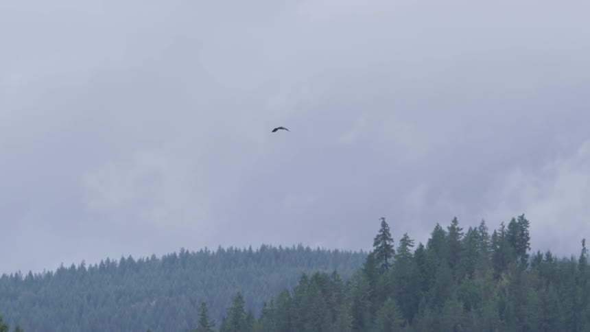 Hawk floats in the cloudy sky