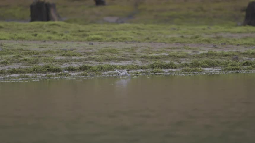 A goose dive into the water puddle