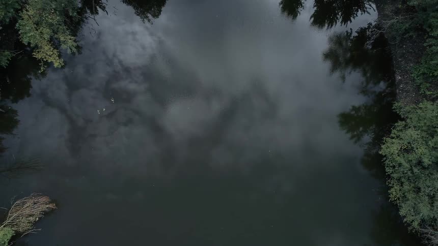 A footage of sky from the forest