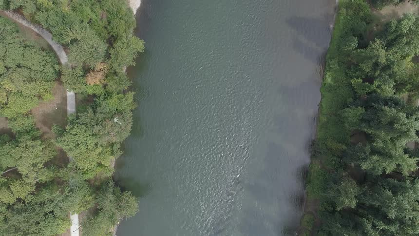 A river flows through a forest
