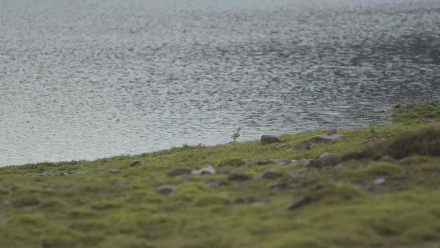 A duck walks along the grass covered and rocky shore