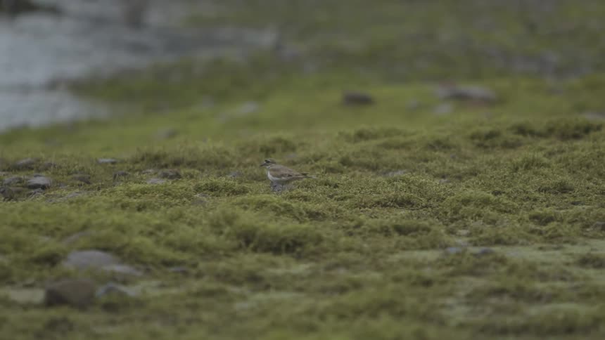 A bird walks in the grass