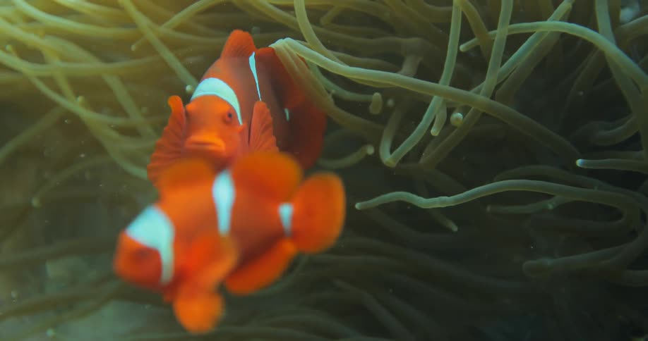 Clown fish swim near anemone