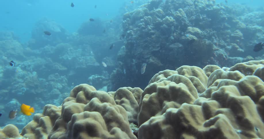 Underwater display of fish swimming