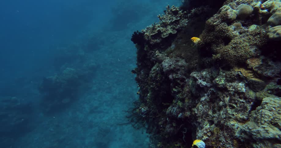 Fish swimming near a rock covered in ocean plants