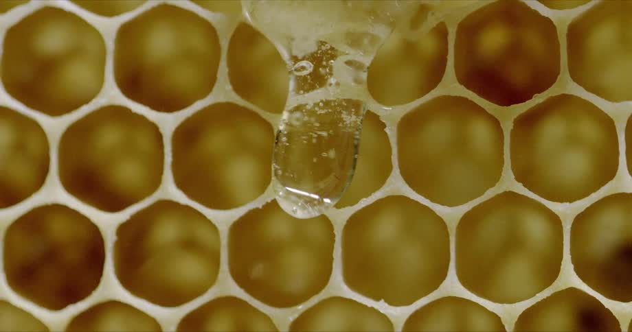A close up view of a honey comb bee hive