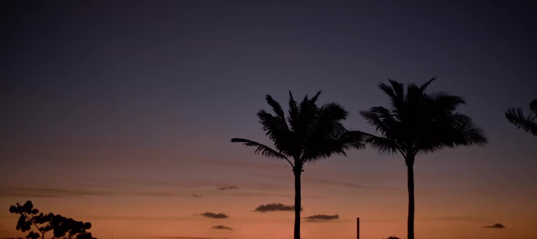 Wind blowing through palm trees with the sky in the background