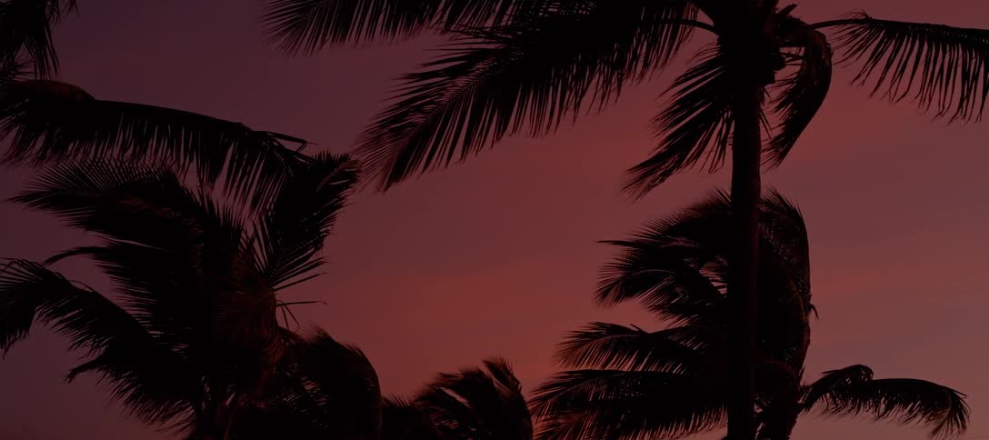 Wind blows through the leaves of tall palm trees