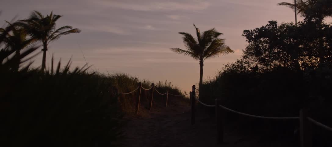 A path winds through grassland and palm trees