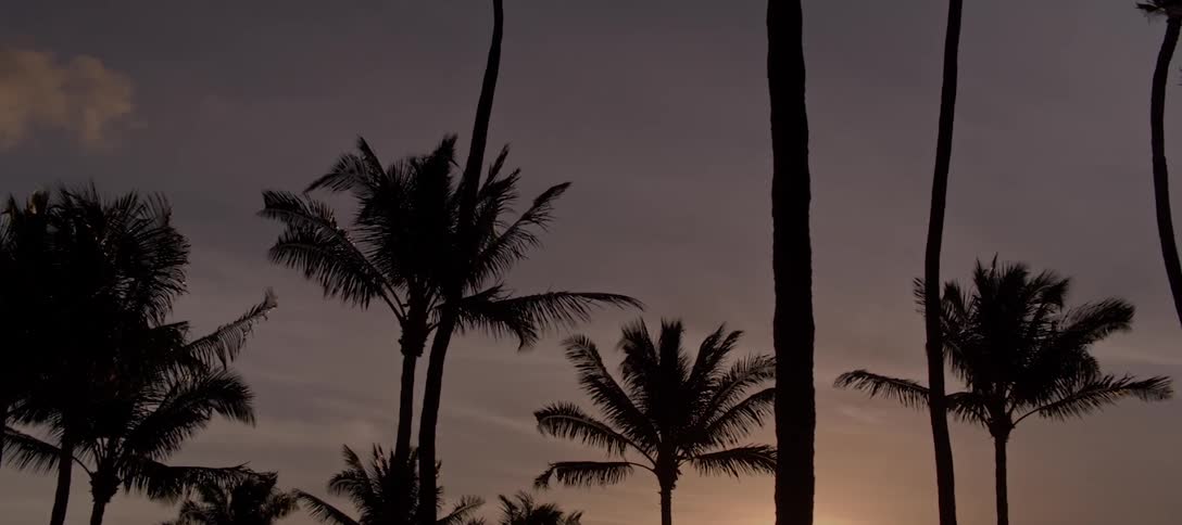 Wind blows through palm trees as the sun sets
