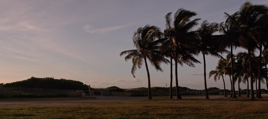 A group of palm tree at the beach coastal