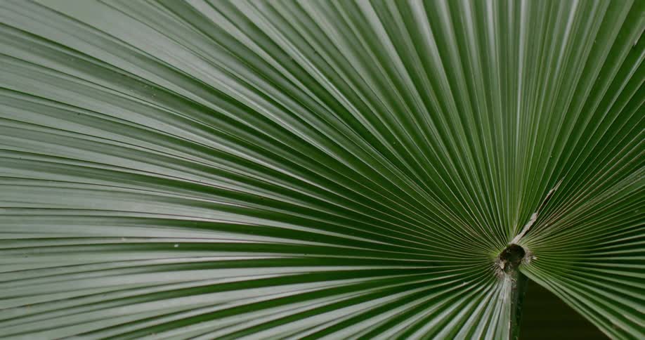 A green palm frond spreads widely