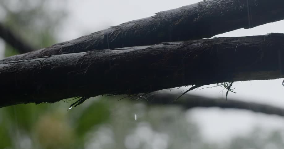 Rain is pouring outdoors on the tree branches