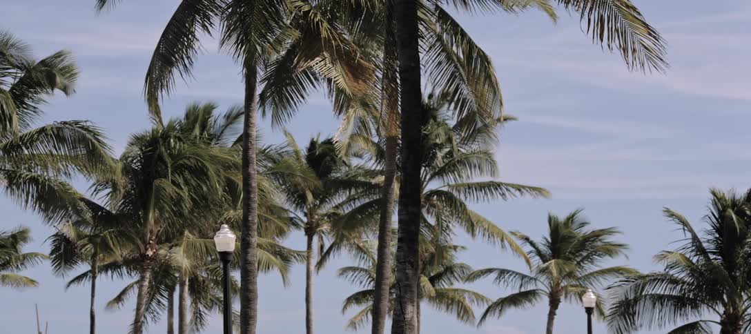A scenery of a group of palm tree at beach