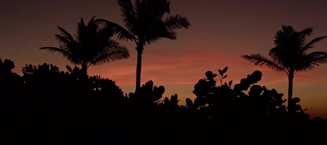 Wind blows through bushes and tall palm trees at dusk