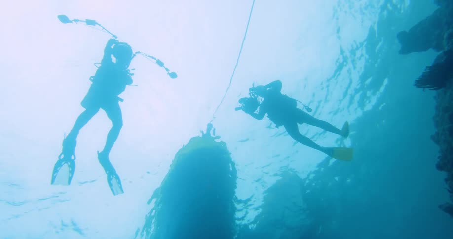 A pair of divers floating in the water