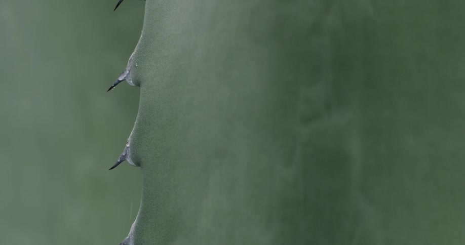 Needles coming out of a cactus leaf