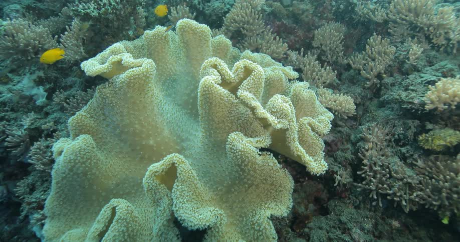 Fish swim around coral in the ocean