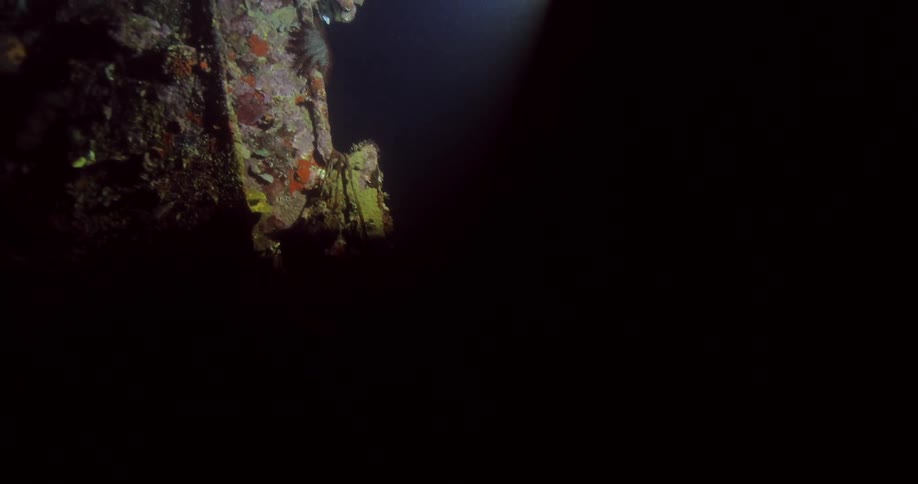 Scuba Diving In The Ocean