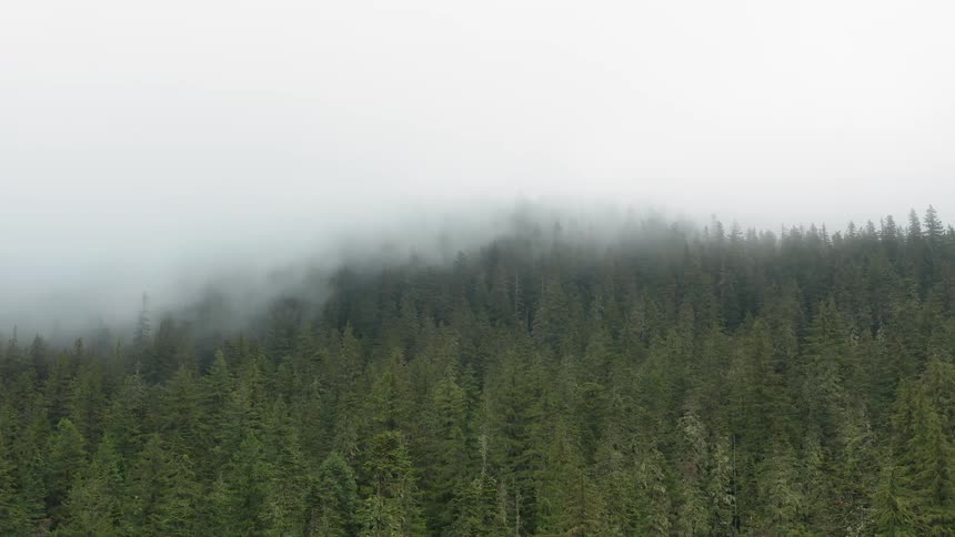 Fog over the top of a forest