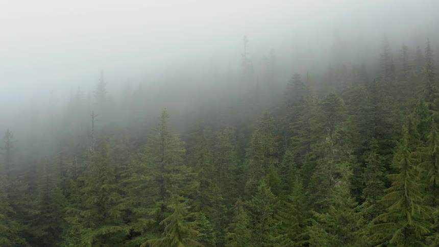 Fog falls on the trees in the forest