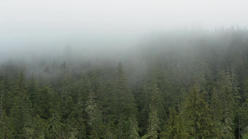 Low laying clouds flow over the tops of trees in conifer forest