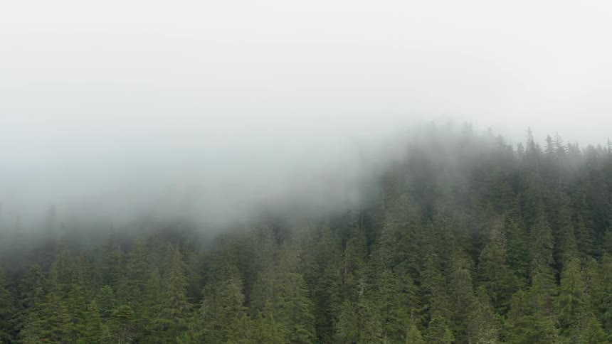 Heavy fog blowing across a pine tree filled forest