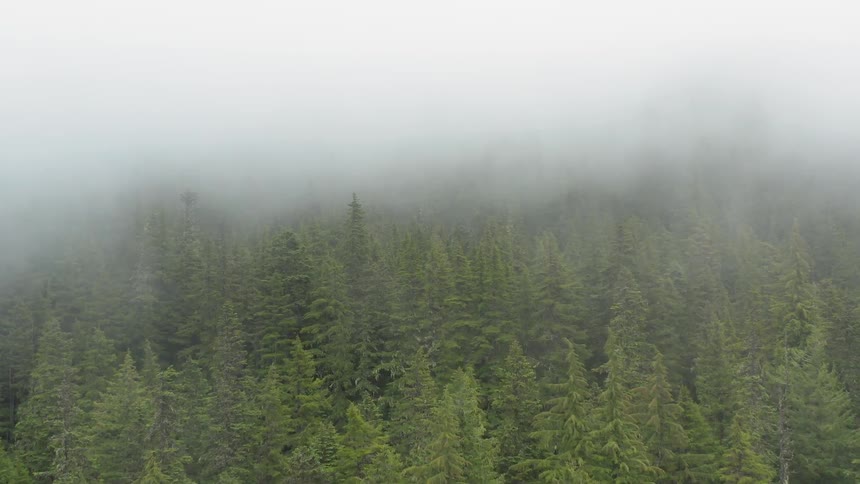 A heavy fog rolls over a densely packed forest of pine trees