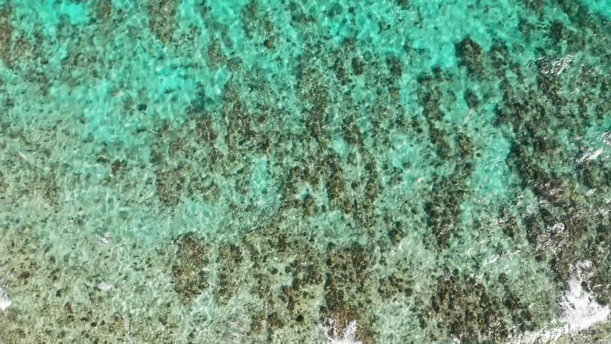 Birds eye view of coral under the ocean