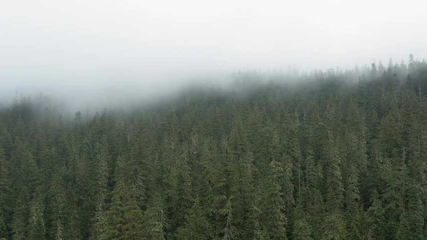 Mist falls on the trees in the forest
