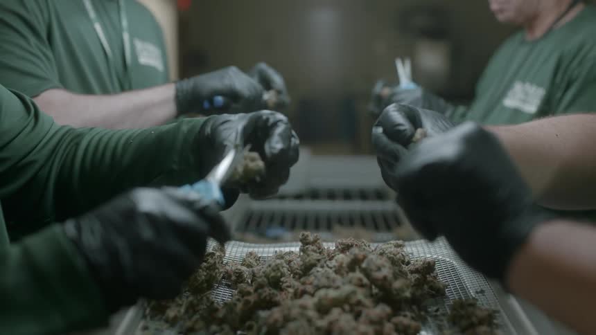 Workers in a factory trim cannabis