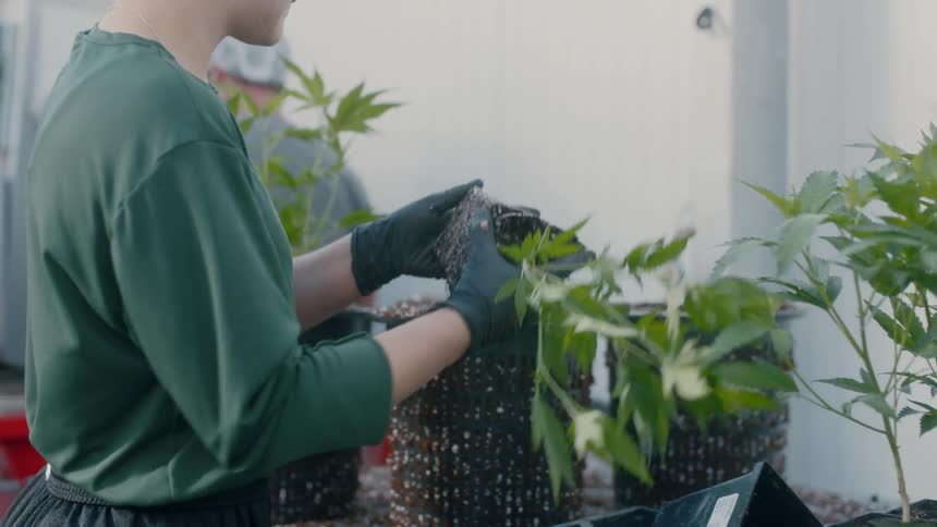 A man transfers small plants to a larger pot