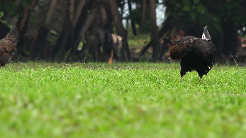 Some chickens pecking at grass and strutting around