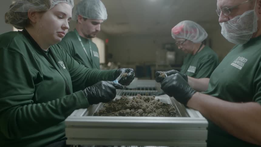 Workers hand trimming cannabis bud from a large tray