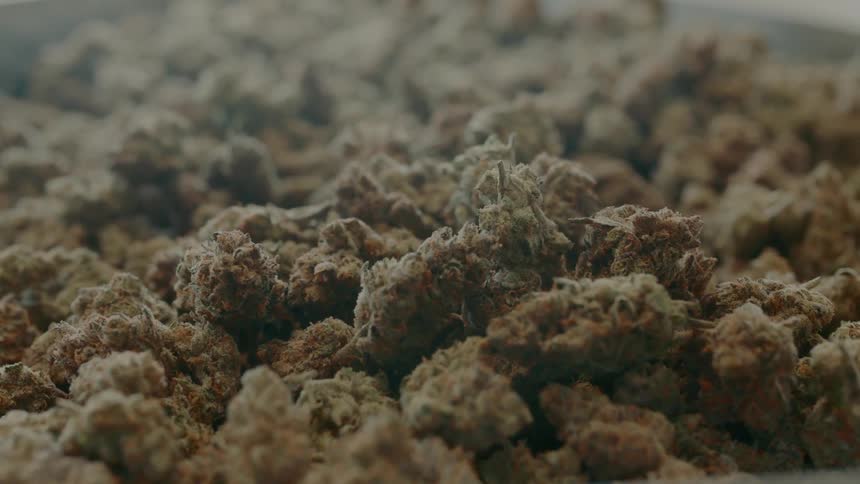 Close up of dried cannabis
