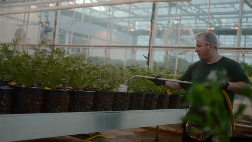A man waters plants in a greenhouse